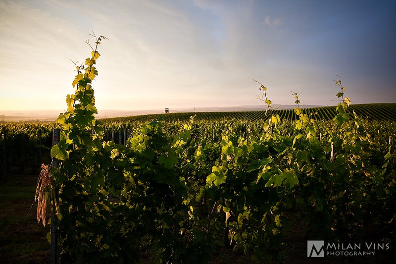 Vinařství U Kapličky - restaurace