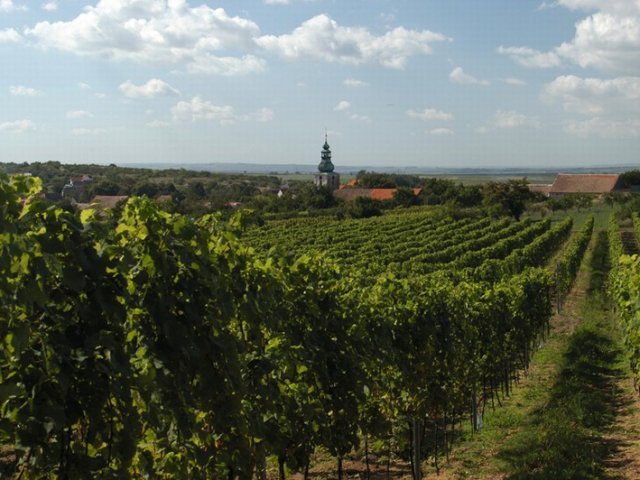 ZNOVÍN ZNOJMO, a. s. - ochutnávkový stánek Staré vinice, Havraníky