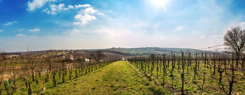 Sklípek pod Dubňanskou horou