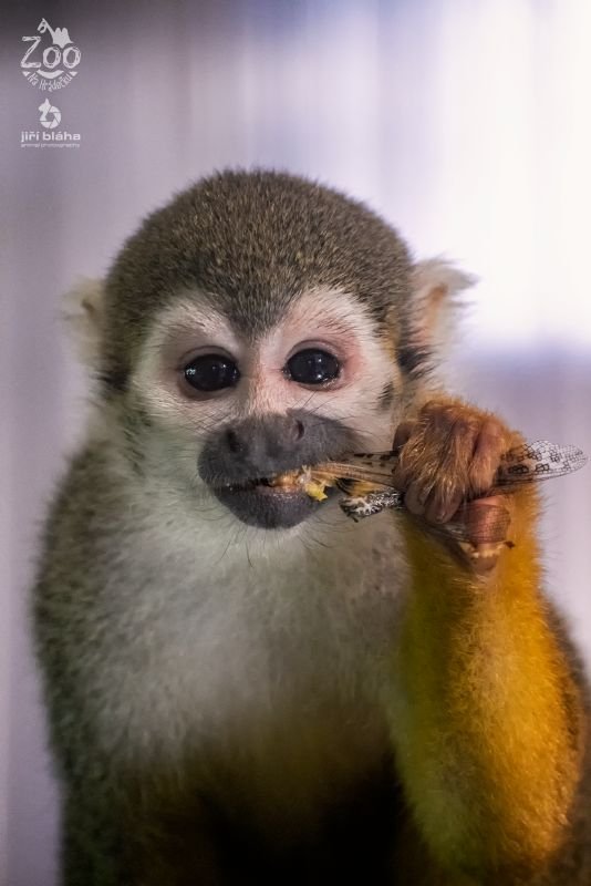 Zoopark Na Hrádečku