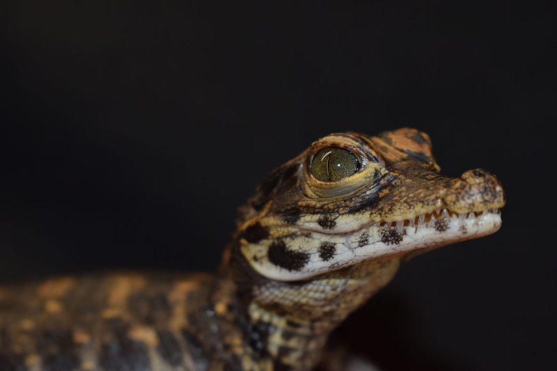 Zoopark Na Hrádečku