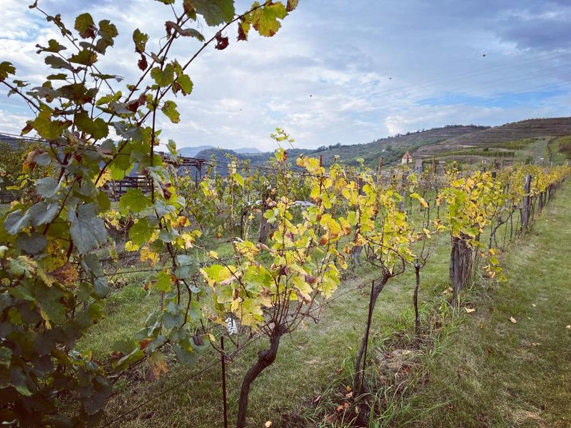 Stará Vinice - ubytování