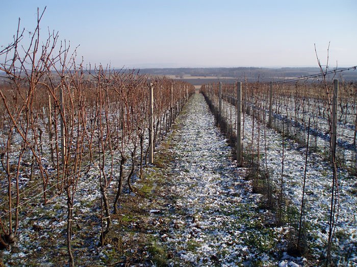 Rodinné vinařství Bartoníkovi